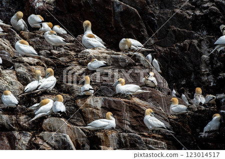 Colony Of Nesting Seabirds Northern Gannets (Morus Bassanus) On Bass Rock Island In The Atlantic Ocean Of Firth of Forth At North Berwick Near Edinburgh In Scotland 123014517