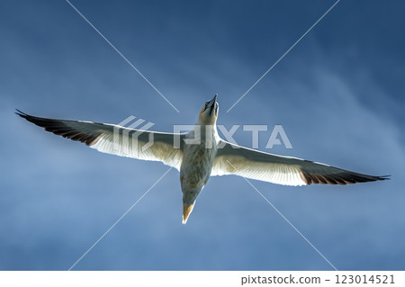 Flying Seabird Northern Gannet (Morus Bassanus) On Island Bass Rock In The Atlantic Ocean Of Firth of Forth At North Berwick Near Edinburgh In Scotland Flying Seabird Northern Gannet (Morus Bassanus) On Island Bass Rock In The Atlantic Ocean Of Firth of Forth At North Berwick Near Edinburgh In Scotland 123014521