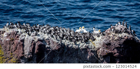 Breeding Seabirds Northern Gannets (Morus Bassanus), Common Guillemots (Uria Aalge) and Razorbills (Alca Torda) At The Atlantic Coast Of St. Abbs Head In Scotland, UK 123014524
