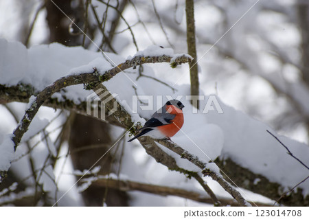 bullfinch on a snowy branch on a winter day bullfinch on a snowy branch on a winter day 123014708