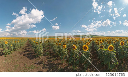 Vast sunflower field under a bright sunny sky with fluffy clouds. Vast sunflower field under a bright sunny sky with fluffy clouds. 123014763
