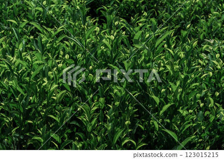 Lush and Vibrant Green Tea Leaves Flourishing in a Beautifully Vibrant Field of Nature Lush and Vibrant Green Tea Leaves Flourishing in a Beautifully Vibrant Field of Nature 123015215