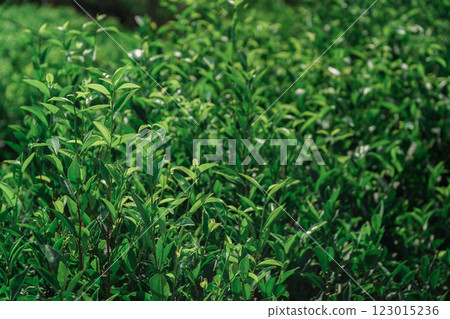 Vibrant green tea leaves fill a lush tea garden, showcasing natures abundant beauty Vibrant green tea leaves fill a lush tea garden, showcasing natures abundant beauty 123015236