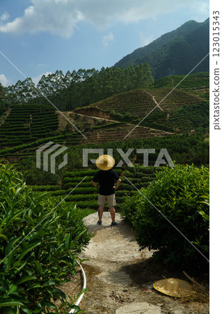 Finding Solitude Amidst Lush Green Tea Plantations Beneath the Expansive Blue Skies Finding Solitude Amidst Lush Green Tea Plantations Beneath the Expansive Blue Skies 123015343