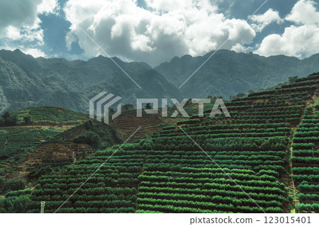 Lush Terraced Greenery Amidst the Stunning Majesty of Surrounding Mountains and Hills 123015401
