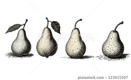 Intricate vintage pear engraving in black and sepia tones with detailed linework, illustration Intricate vintage pear engraving in black and sepia tones with detailed linework, illustration 123015507