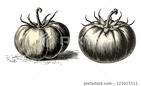 Set Intricate vintage tomato engraving in black and sepia tones with detailed linework, illustration Set Intricate vintage tomato engraving in black and sepia tones with detailed linework, illustration 123015511