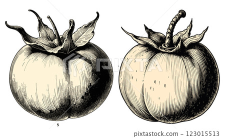 Intricate vintage Persimmon engraving in black and sepia tones with detailed linework, illustration Intricate vintage Persimmon engraving in black and sepia tones with detailed linework, illustration 123015513