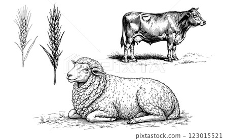 illustration of farm animals, sheep, cow, and wheat symbolizing rural agriculture and harvest themes illustration of farm animals, sheep, cow, and wheat symbolizing rural agriculture and harvest themes 123015521
