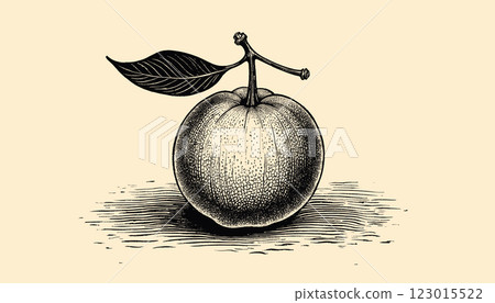 Intricate vintage orange engraving in black and sepia tones with detailed linework, illustration Intricate vintage orange engraving in black and sepia tones with detailed linework, illustration 123015522
