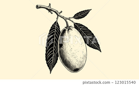 Intricate vintage mango engraving in black and sepia tones with detailed linework, illustration 123015540