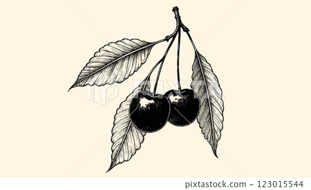 Intricate vintage cherry engraving in black and sepia tones with detailed linework, illustration 123015544