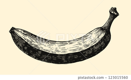 Intricate vintage banana engraving in black and sepia tones with detailed linework, illustration 123015560