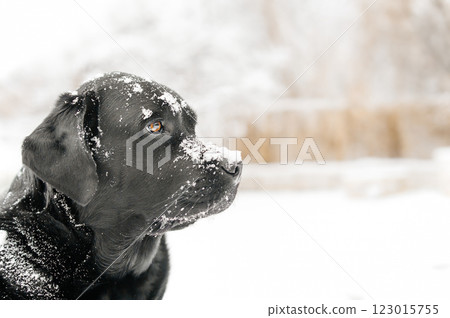 Black Labrador Retriever dog in snowy weather. 123015755