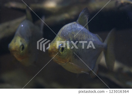Piranha Piranha 123016364