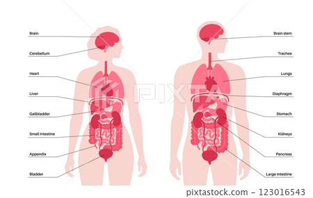 Human internal organs Human internal organs 123016543