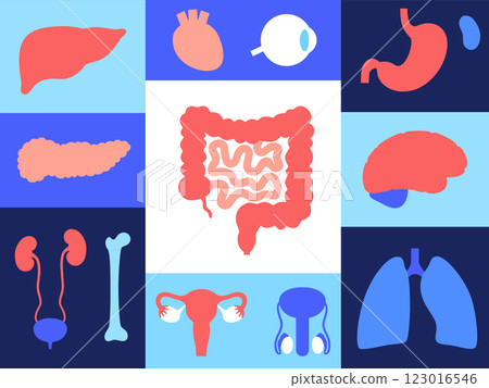 Human internal organs Human internal organs 123016546