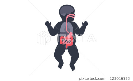 Human internal organs Human internal organs 123016553