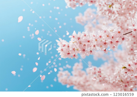  櫻花和藍天 123016559