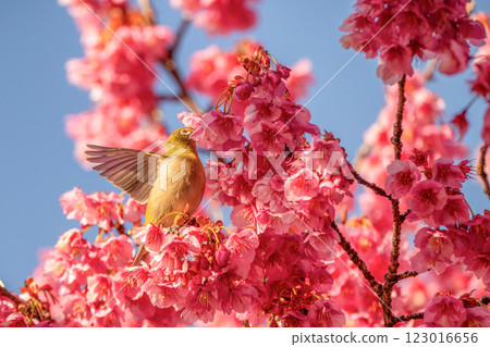 Japanese white-eyes flying around the winter cherry blossoms 123016656