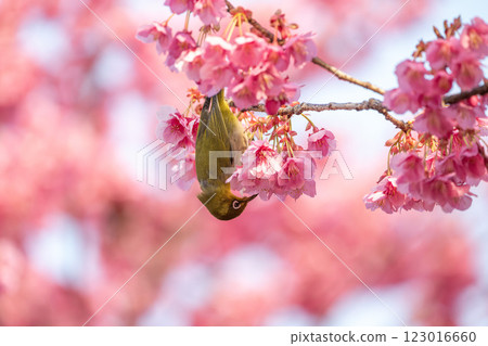 繡眼鳥在冬櫻周圍飛舞 123016660