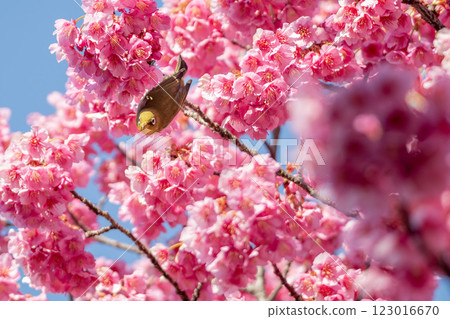 Japanese white-eyes flying around the winter cherry blossoms 123016670