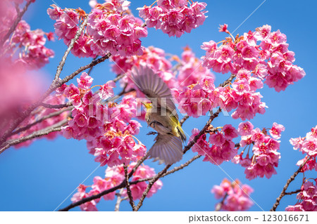 Japanese white-eyes flying around the winter cherry blossoms Japanese white-eyes flying around the winter cherry blossoms 123016671