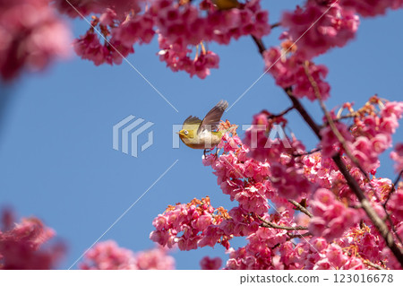 Japanese white-eyes flying around the winter cherry blossoms 123016678