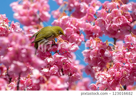 繡眼鳥在冬櫻周圍飛舞 繡眼鳥在冬櫻周圍飛舞 123016682