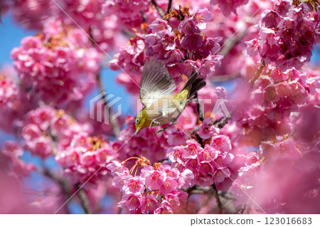 Japanese white-eyes flying around the winter cherry blossoms 123016683
