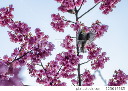 Japanese white-eyes flying around the winter cherry blossoms 123016685