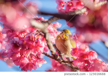 Japanese white-eyes flying around the winter cherry blossoms 123016688