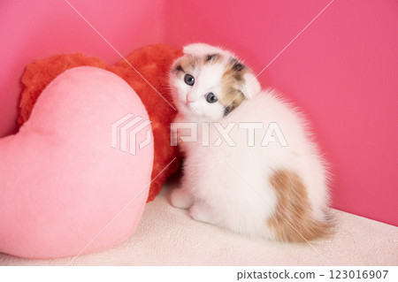 Pink back and heart and Scottish fold kitten 123016907