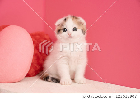 粉紅背與蘇格蘭折耳小貓 123016908