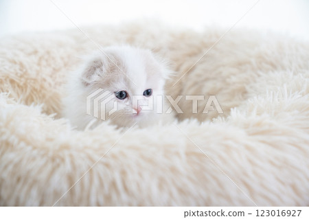 Scottish fold kitten in a white bed 123016927