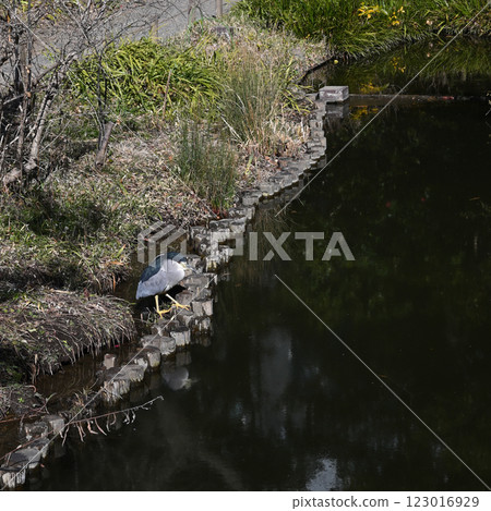 向島百花園的五足鷺 向島百花園的五足鷺 123016929
