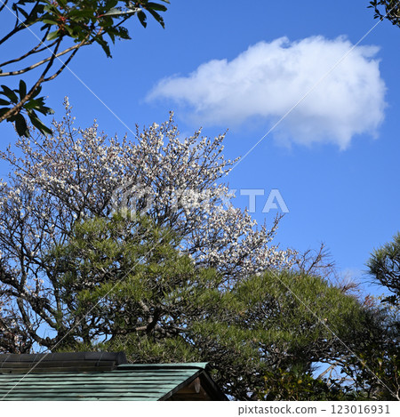 東城丘歷史公園的梅花與藍天 東城丘歷史公園的梅花與藍天 123016931