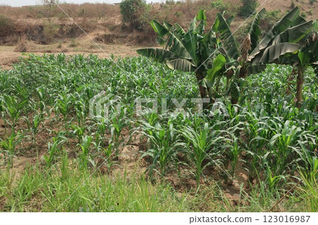 Maize in rural areas of the Federal Capital Territory of Nigeria Maize in rural areas of the Federal Capital Territory of Nigeria 123016987