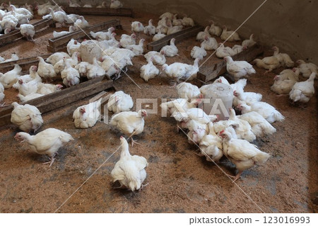 Poultry farming in rural areas of the Federal Capital Territory of Nigeria Poultry farming in rural areas of the Federal Capital Territory of Nigeria 123016993