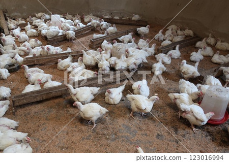 Poultry farming in rural areas of the Federal Capital Territory of Nigeria 123016994
