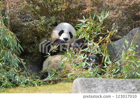 Yuihin美味地吃著竹子 123017010