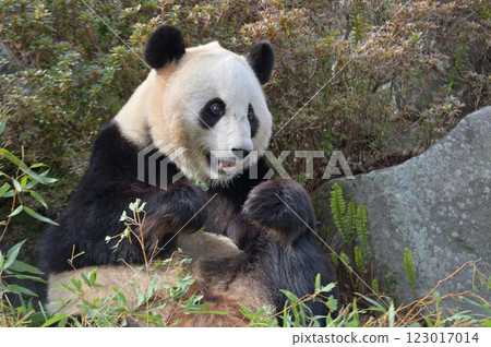 Yuihin eating bamboo deliciously Yuihin eating bamboo deliciously 123017014