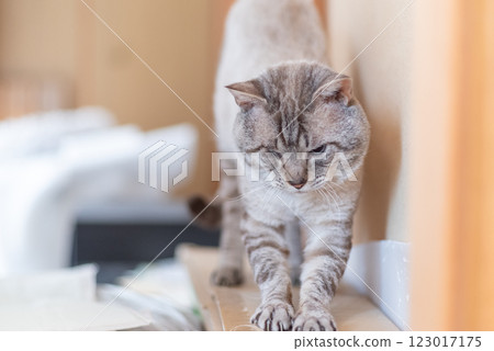 一隻剛睡醒伸懶腰的可愛貓咪──暹羅虎斑貓 一隻剛睡醒伸懶腰的可愛貓咪──暹羅虎斑貓 123017175