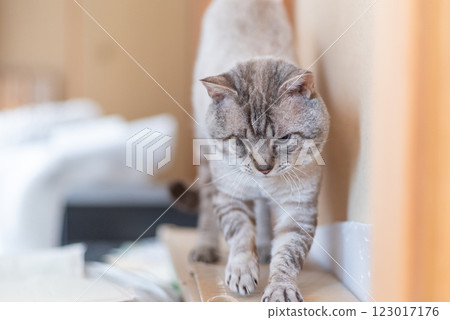 一隻剛睡醒伸懶腰的可愛貓咪──暹羅虎斑貓 123017176