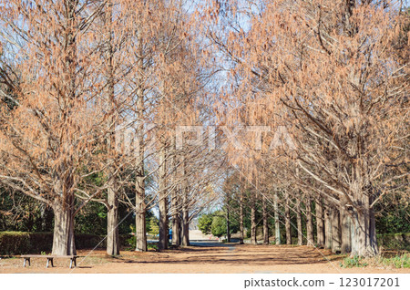 Ibaraki: Metasequoia Tree Line in January Ibaraki: Metasequoia Tree Line in January 123017201