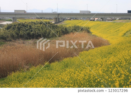 Yellow rape blossoms and Shinjobu Bridge (April 1, 2024) A peaceful, tranquil spring day in Fukaya City, Saitama Prefecture 123017296
