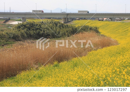 油菜花與新上部大橋（2024年4月1日）交通順暢的埼玉縣深谷市，春光明媚 123017297