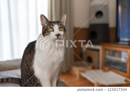 坐貓 Kijitora 白色 123017304