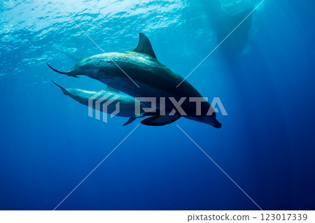 Bottlenose dolphins, Yomejima, Ogasawara, Tokyo 123017339