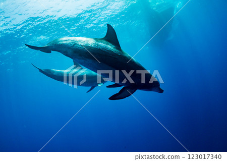 Bottlenose dolphins, Yomejima, Ogasawara, Tokyo 123017340
